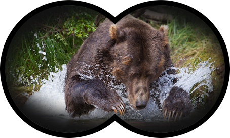 Grizzly bear jumping in water